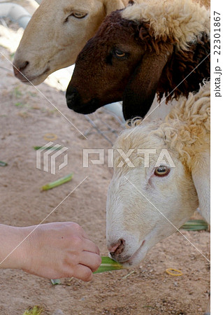 Sheep farm in Thailand Sheep farm in Thailand 22301867