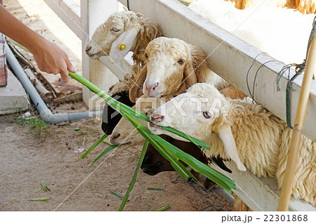 Sheep farm in Thailand 22301868