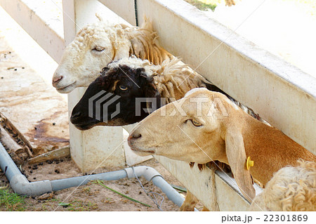 Sheep farm in Thailand Sheep farm in Thailand 22301869