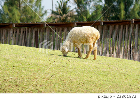 Sheep in the meadow at Thailand 22301872