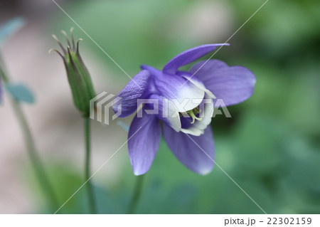 佇むオダマキ 22302159