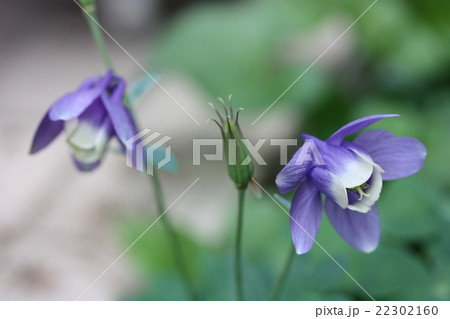 佇むオダマキ 22302160