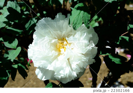 牡丹　越の雪 22302166