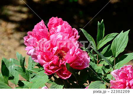 牡丹 春彩 牡丹 春彩 22302209