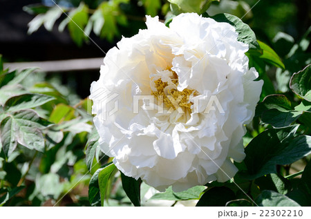 牡丹　春日山 22302210