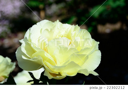 牡丹 黄冠 牡丹 黄冠 22302212