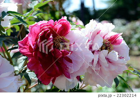 牡丹　島錦 22302214