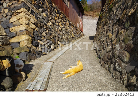 男木島のネコ 22302412