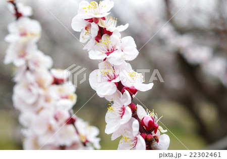 梅の花 梅の花 22302461