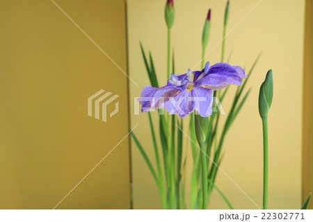 花菖蒲 22302771