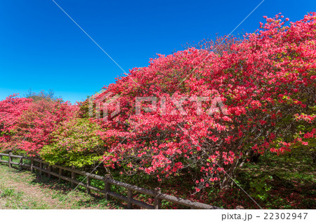 オンツツジ群落(徳島県、船窪ツツジ公園) オンツツジ群落(徳島県、船窪ツツジ公園) 22302947