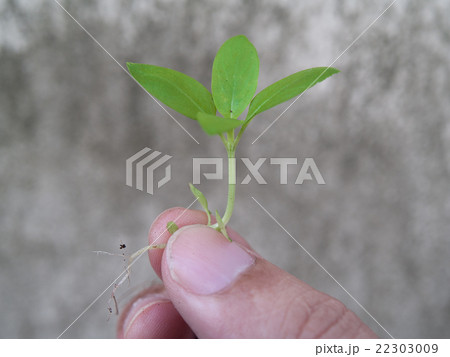 Plant a tree 22303009