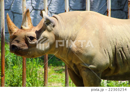 クロサイ 22303254