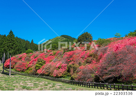 オンツツジ群落(徳島県、船窪ツツジ公園) 22303536