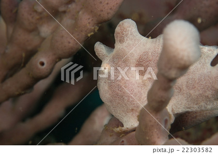 カエルアンコウ カエルアンコウ 22303582