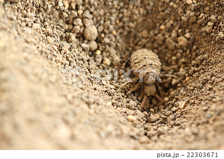 アリジゴク（ウスバカゲロウの幼虫） 22303671