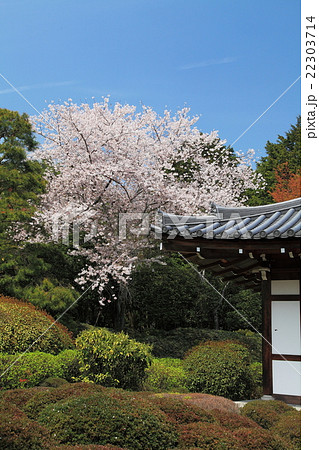 京都龍安寺の春 京都龍安寺の春 22303714