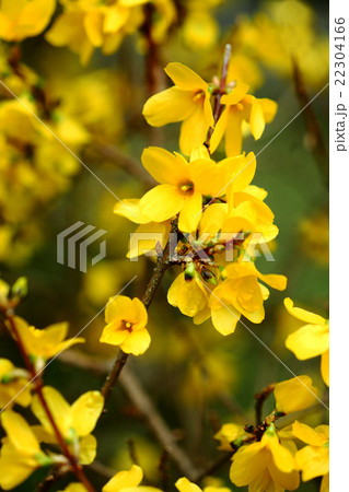 レンギョウの花 22304166