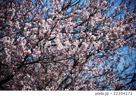 桜　タカサゴの花 22304172