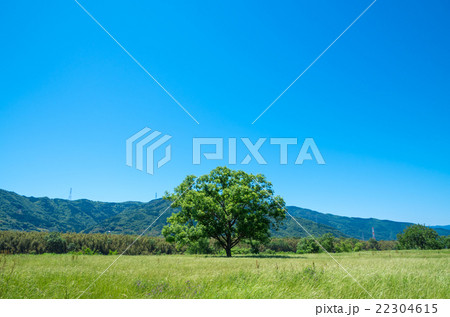 一本の木と青空 徳島県吉野川河川敷 の写真素材