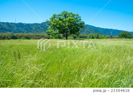 一本の木と草原 徳島県吉野川河川敷 の写真素材