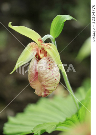 クマガイソウの花 クマガイソウの花 22304776