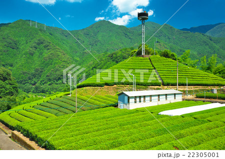 高知県 仁淀川町 茶葉試験場 高知県 仁淀川町 茶葉試験場 22305001