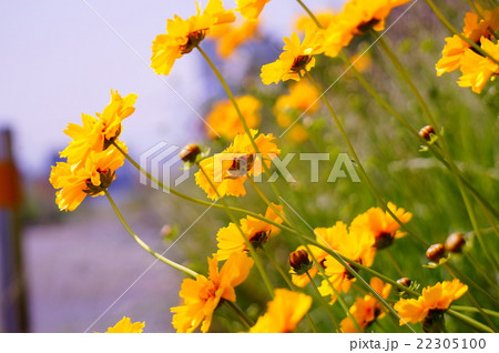 おおきんけいぎく おおきんけいぎく 22305100