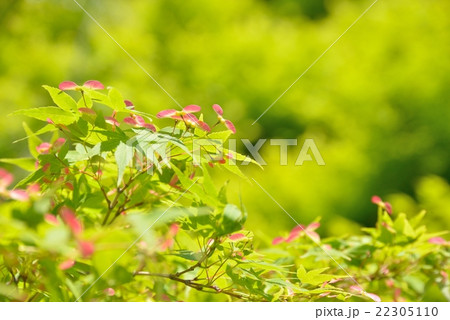 もみじの種 22305110