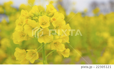 菜の花　16:9 22305121