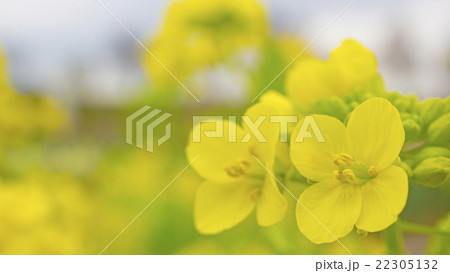 菜の花　16:9 22305132
