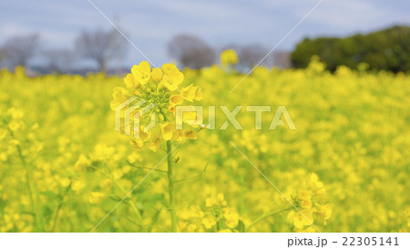 菜の花　16:9 22305141