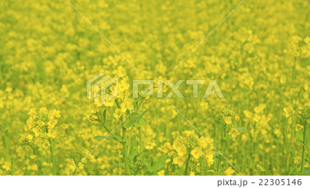 菜の花　16:9 22305146