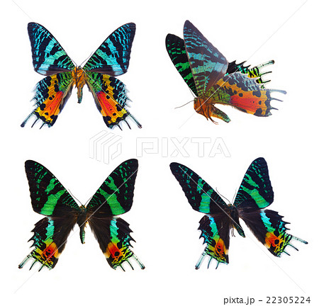 chrysiridia rhipheus butterfly chrysiridia rhipheus butterfly 22305224