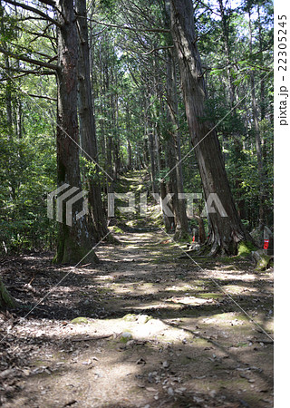 ミニ八十八ヶ所の林道 22305245