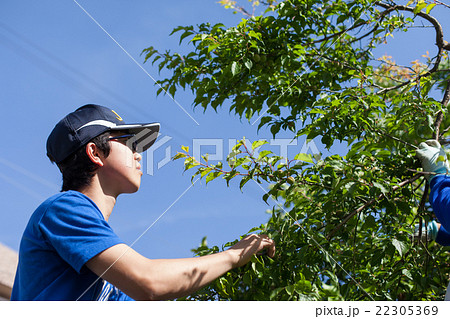 木に登って梅狩りをする少年 22305369
