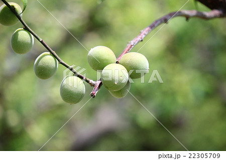 梅の実 22305709