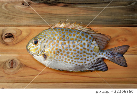 Fresh Siganus guttatus fish from market Fresh Siganus guttatus fish from market 22306360