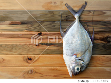 fresh Threadfin jack fish from fishery market 22306365