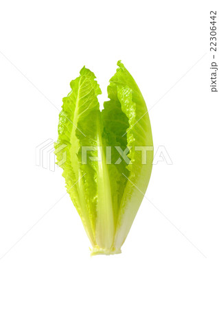 romaine lettuce heart 22306442