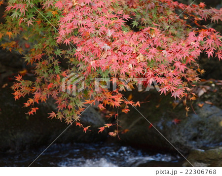 せせらぎの彩 22306768