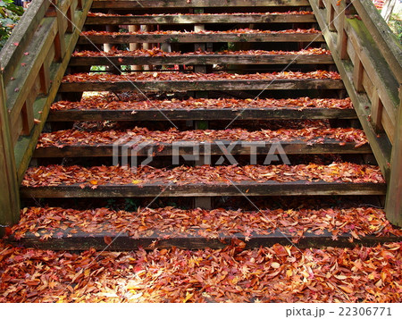 落ち葉の絨毯が敷き詰められた階段 落ち葉の絨毯が敷き詰められた階段 22306771