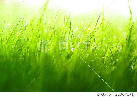 Background with Green Summer Landscape 22307171