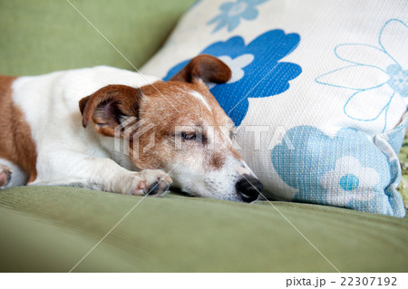 犬の寝姿　顔アップ 22307192