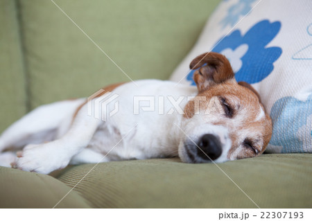 ソファーで眠る老犬のジャックラッセルテリアの写真素材