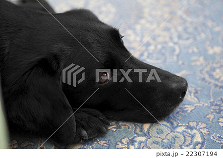 ジッと待つ愛犬 22307194