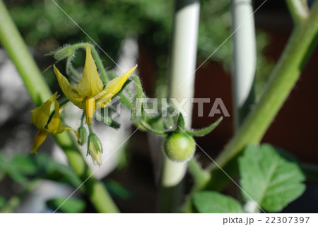 ミニミニトマトの花 ミニミニトマトの花 22307397