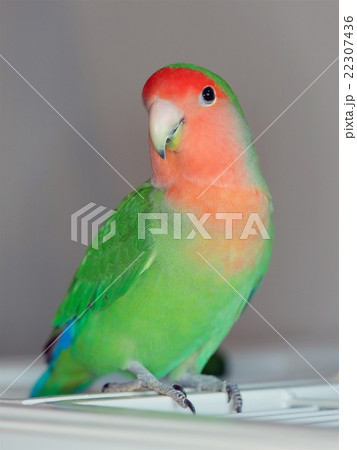 コザクラインコ 22307436