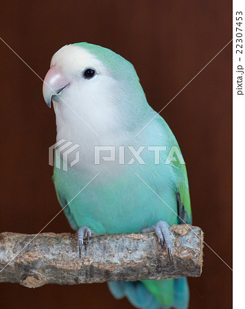 青い鳥 コザクラインコの写真素材