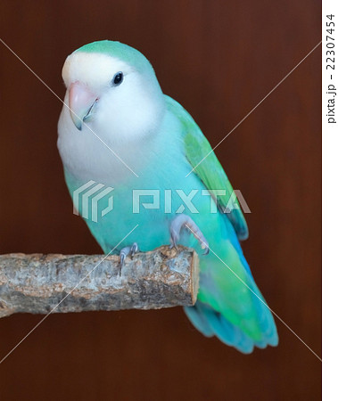 青い鳥　コザクラインコ 22307454